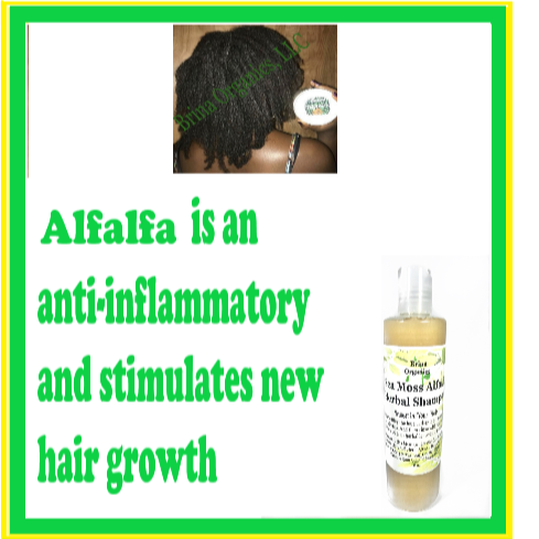 Sea Moss Alfalfa Herbal Shampoo