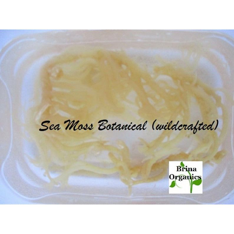 Sea Moss & Rosemary Natural Shampoo, BESTSELLER